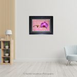 Common Orchid Pink_photo frame