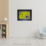 Morning Glory With Golden Dewdrop Leaf_Photo frame