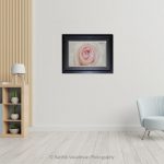 Whiteish Pink Rose Macro_Photo frame