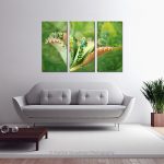 Mother Of Thousands_Multi canvas