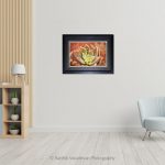 Ghost Plant Ornamental Cacti_Photo frame