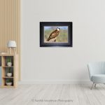 Osprey_Photo frame