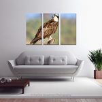 Osprey_Multi canvas
