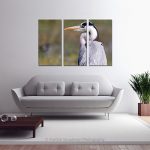 Grey Heron Portrait_Multi canvas