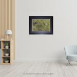 Barr Headed Geese In Flight_Photo frame