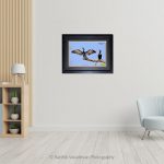 Cormorant Sun Bathing_Photo frame