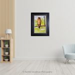 Crested Serpent Eagle_Photo frame