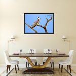 Black Winged Kite_Canvas