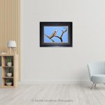 Black Winged Kite_Photo frame