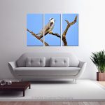 Black Winged Kite_Multi canvas