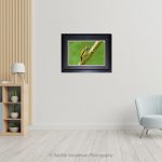 Flameback Wood Pecker_Photo frame