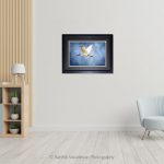Black Ibis In Flight_Photo Frame